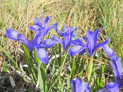 Iris ruthenica - Bucegi, Jepii mici 6.jpg