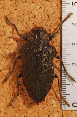 Jewel Beetle (Polybothris amorpha) (8284571812).jpg