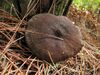 Lactarius fallax 73918.jpg