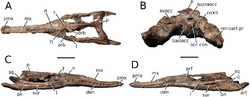 Lemmysuchus obtusidens.png