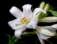 Lilium candidum, Tunisia - 20110517.jpg