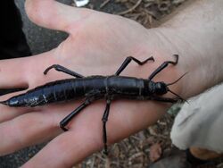 Picture of the rare dark brown Lord Howe Island stick insect on, and about the same length as, a person's hand
