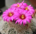 Mammillaria guelzowiana.jpg