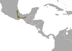 Mexican Small-eared Shrew area.png