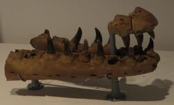 Mosasaurus hoffmanni jaws.JPG