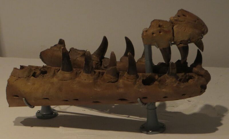 File:Mosasaurus hoffmanni jaws.JPG