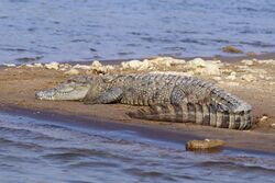 Mugger crocodile (Crocodylus palustris).jpg