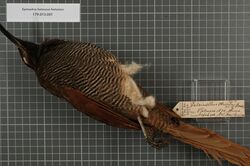 Naturalis Biodiversity Center - RMNH.AVES.140712 1 - Epimachus fastuosus fastuosus (Hermann, 1783) - Paradisaeidae - bird skin specimen.jpeg