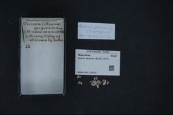 Naturalis Biodiversity Center - RMNH.MOL.165220 - Alvania geryonia (Nardo, 1847) - Rissoidae - Mollusc shell.jpeg