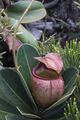 Nepenthes erucoides Alastair Robinson.jpg