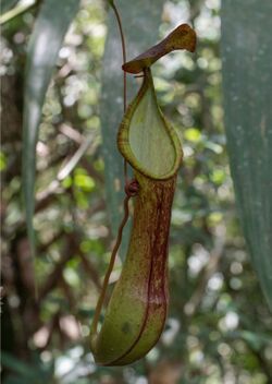 Nepenthes talaandig upper pitcher.jpg