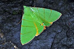 Noctuid Moth (Eulepidotis viridissima) (8389138465).jpg