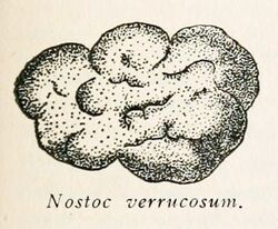 "Nostoc verrucosum"