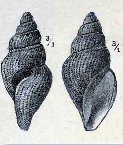 Oenopota tenuicostata 001.jpg
