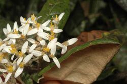 Olearia covenyi.jpg