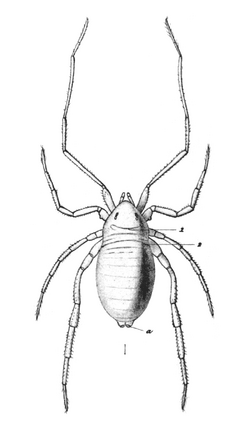 Opilioacarus segmentatus.png