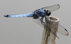 Orthetrum melania (male s4).JPG