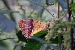 Pallas Fritillary, Hungary (3306494579).jpg