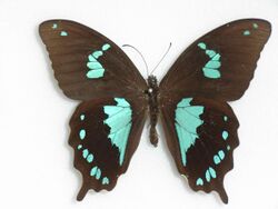 Papilio epiphorbas Boisduval, 1833 Male.JPG