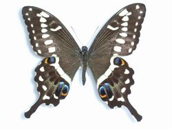 Papilioophidicephalustransvaalensis van Son, 1939.JPG