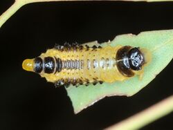 Paropsis atomaria larva2 Menamgle.JPG