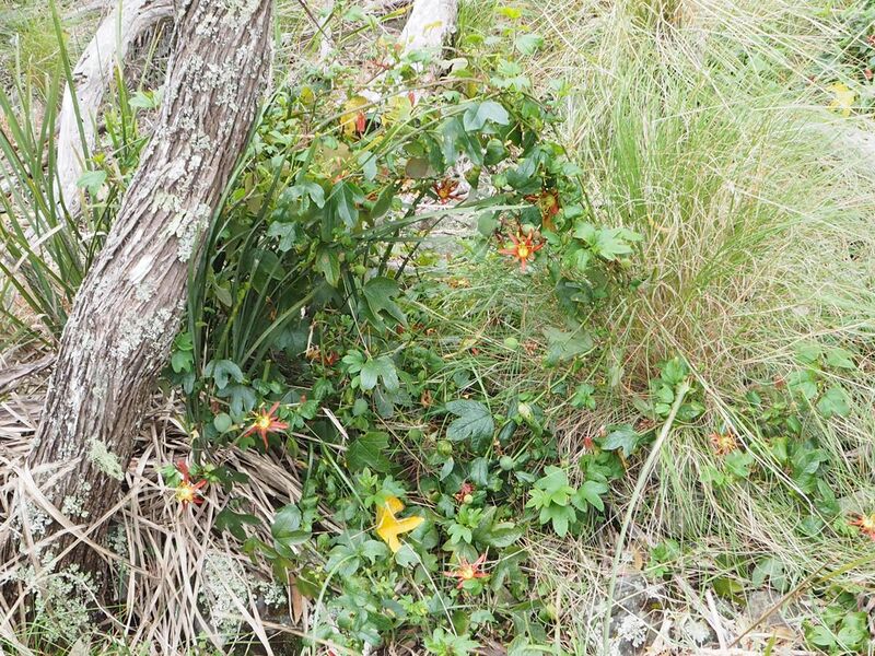 File:Passiflora cinnabarina habit.jpg
