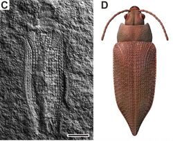 Permocupes sojanensis holotype and reconstruction.jpg