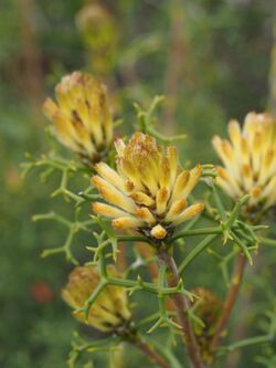 Petrophile rigida.jpg