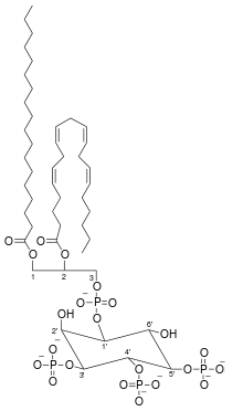 Phosphatidylinositol-3,4,5-trisphosphate.svg