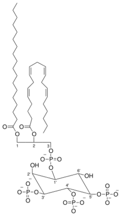 Phosphatidylinositol-3,4,5-trisphosphate.svg