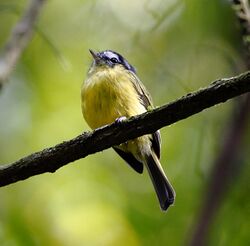 Phylloscartes eximius - Southern Bristle-tyrant.JPG