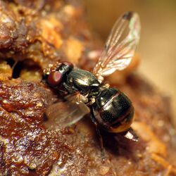 Picture-winged Fly on dog poop (14022980009).jpg