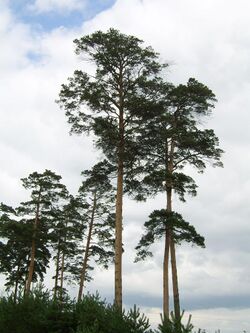 Pinus syluestriformis (Takenouchi)T.Wang ex Cheng.JPG