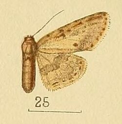 Pl.164-25-Kenrickodes titanica (Hampson, 1910) (Lithacodia).JPG