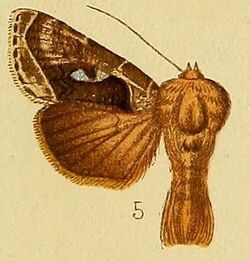 Pl.237-05-Agrapha gammaloba (Hampson, 1910).JPG