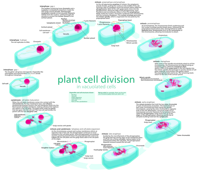 File:Plant cell cycle.svg