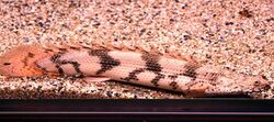 Polypterus endlicherii.jpg