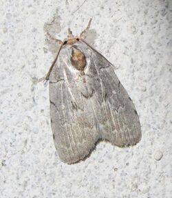 Ptisciana seminivea (Noctuidae) (7222521030).jpg