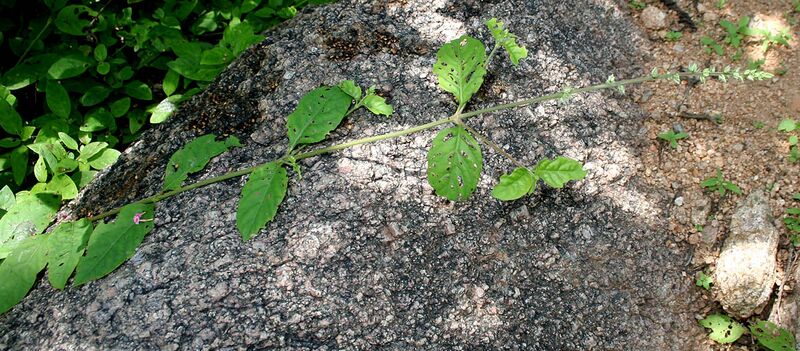 File:Pupalia lappacea (Forest Burr) W IMG 1562.jpg