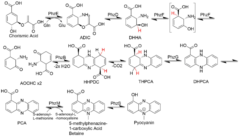 Pyocyanin Biosynthesis.png