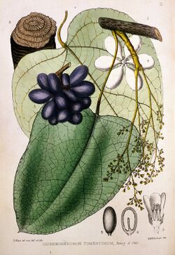 R. Bentley & H. Trimen, Medicinal Plants Wellcome L0019166.jpg