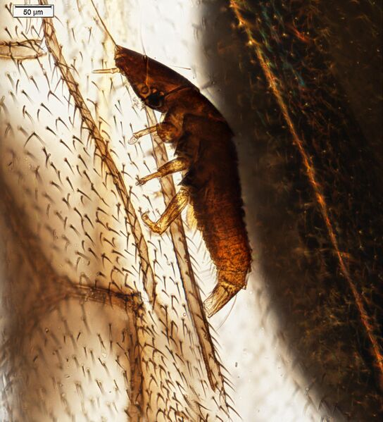 File:Ripiphorid larva on wing of braconid wasp.jpg
