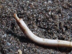 Roughridge pipefish (Cosmocampus banneri) (16059245859).jpg