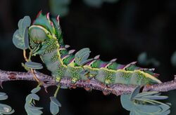 Saturnid Caterpillar (Heniocha dyops) (6860220966).jpg