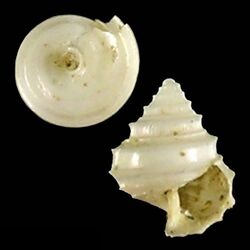 Seashell Seguenzia balicasagensis.jpg