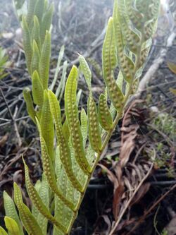 Serpocaulon sessilifolium.jpg