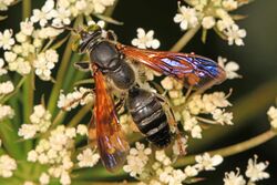 Square-headed Wasp - Tachytes guatemalensis, Julie Metz Wetlands, Woodbridge, Virginia.jpg