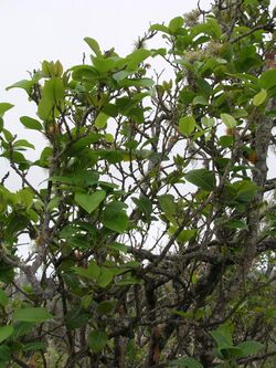 Starr 060325-6755 Zanthoxylum kauaense.jpg