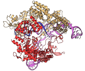 Streptococcus pyogenes Cas9-DNA-RNA complex PDB 4OO8.png