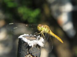 Sympetrum sanguineum almost adult Female.JPG